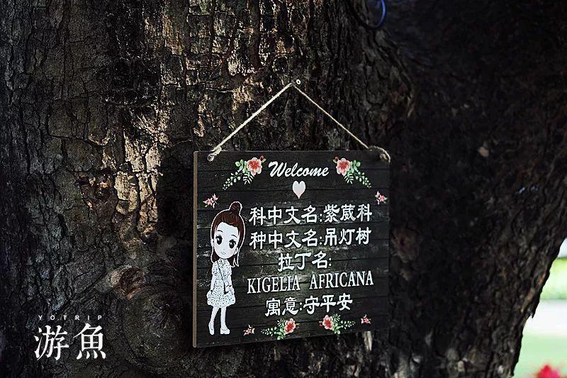 小猫钓鱼游戏龙王版有船